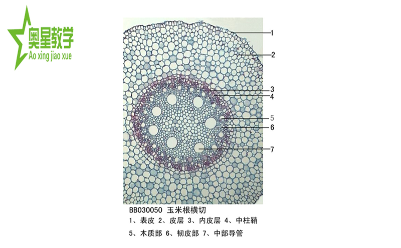 如何固定生物切片標本？