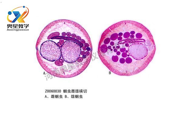 植物學標本廠家：植物病理切片的選材問題
